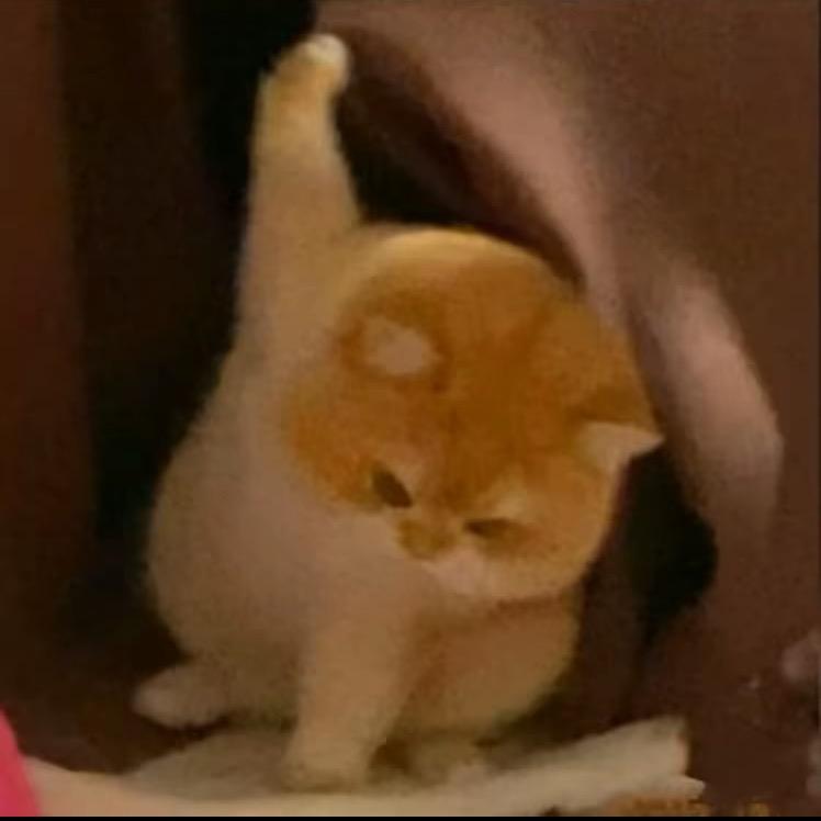 一根忧郁的猫毛
