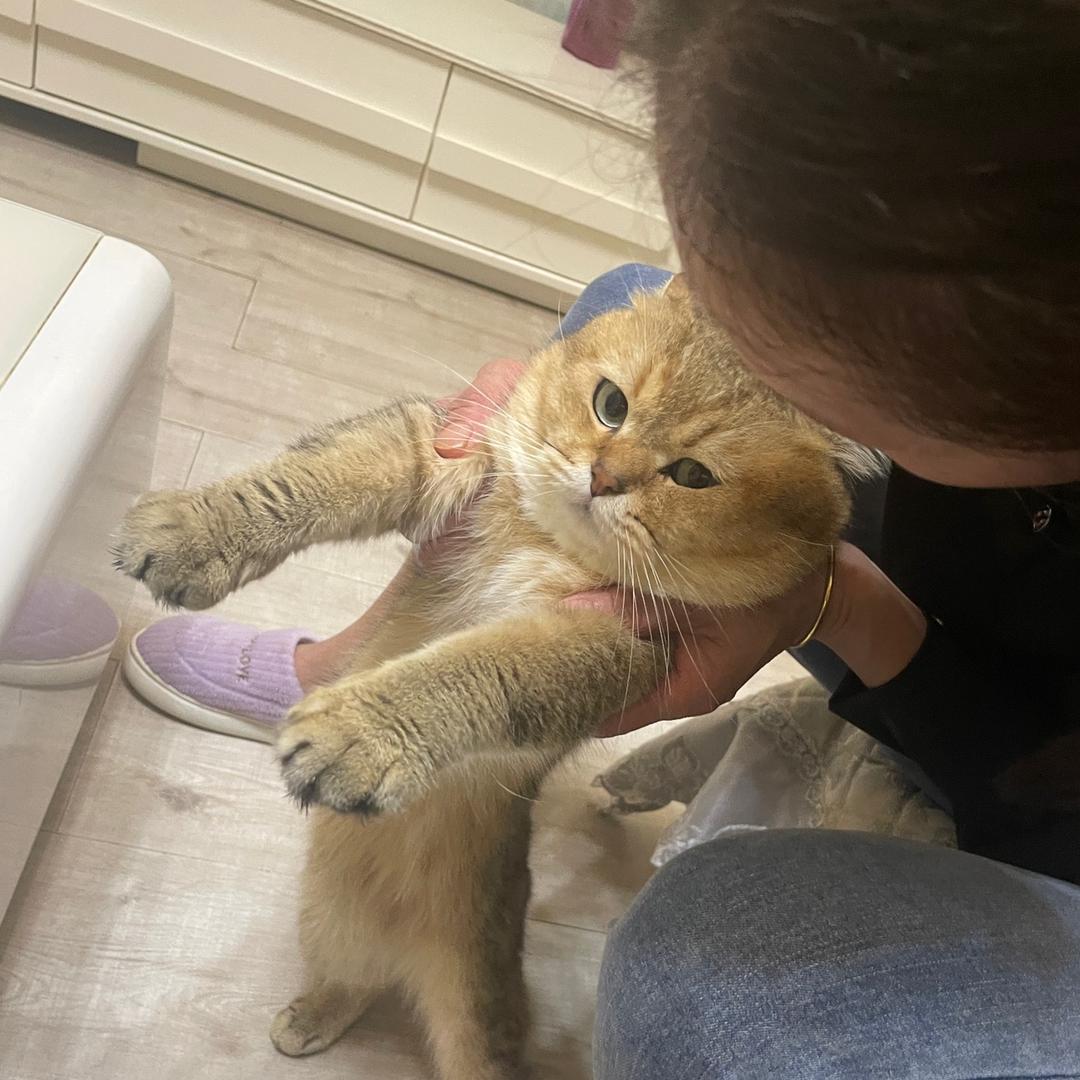 憨头赳赳