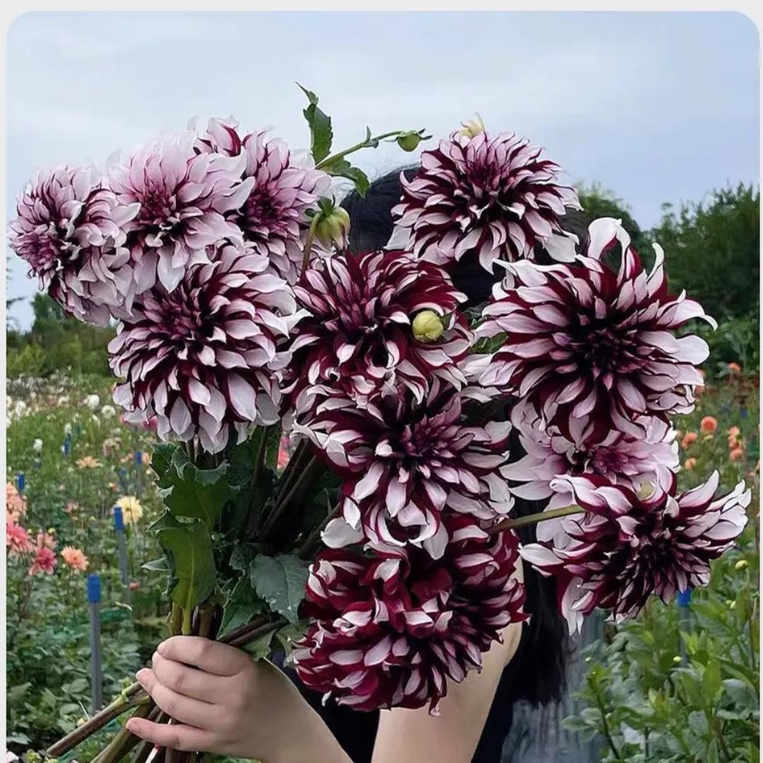 鲁南花卉基地