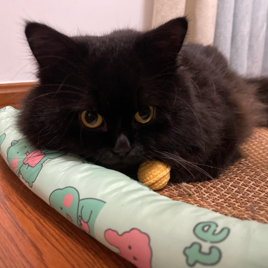 ʚᥫᩣ ɞ  佳寶🐾🫧