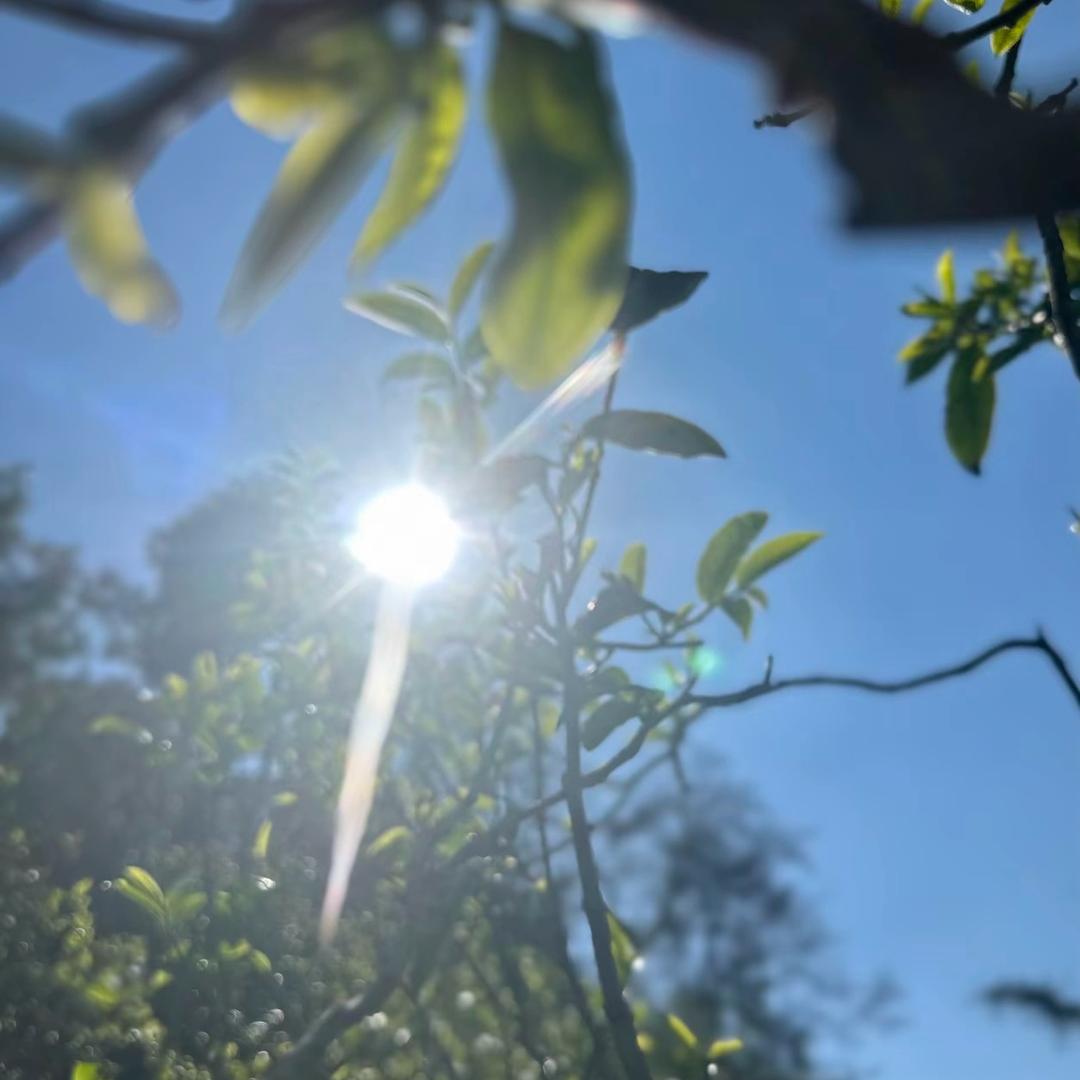 茂毓茶叶精选铺