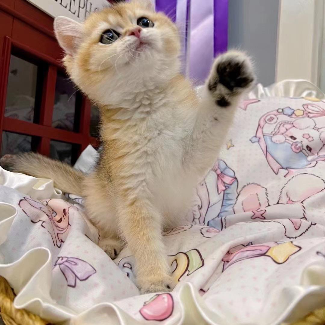 毕节秋秋家的宠物猫