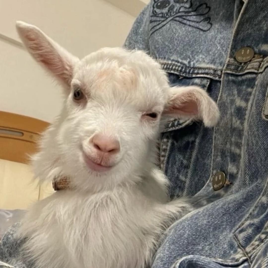 羊泡泡的调香铺