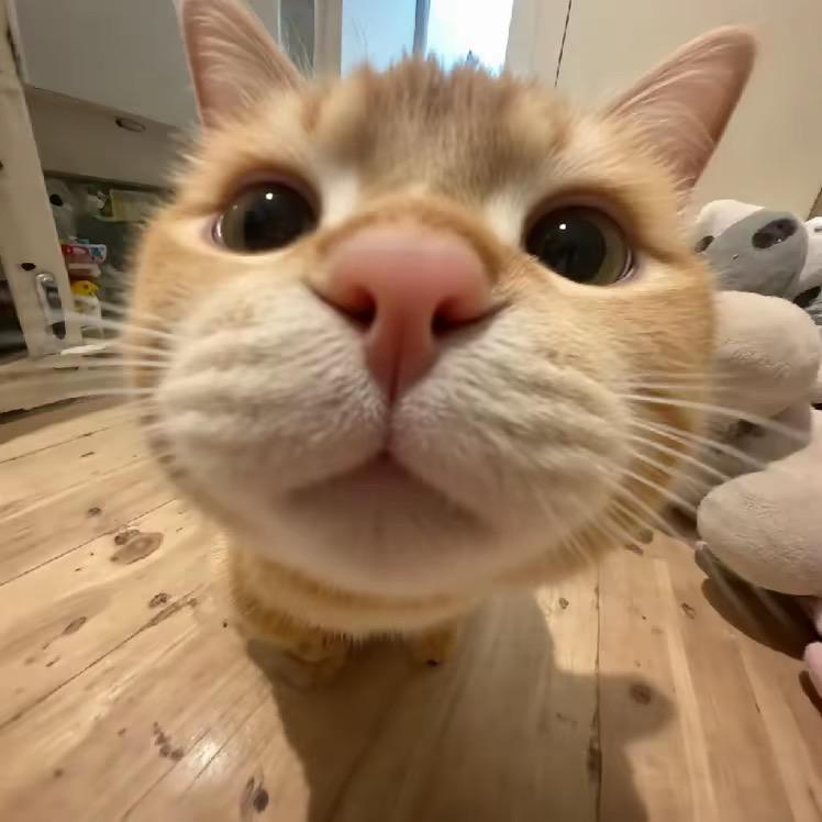 hello：怡