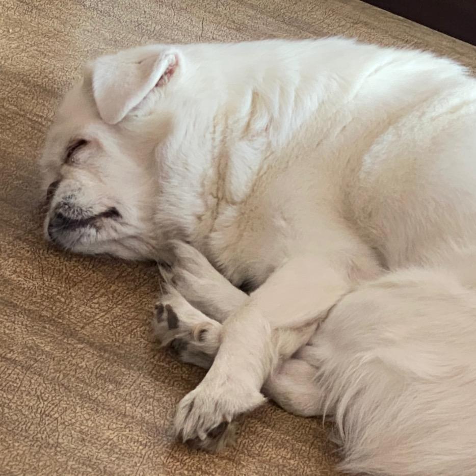 大聪明不恰烂饭