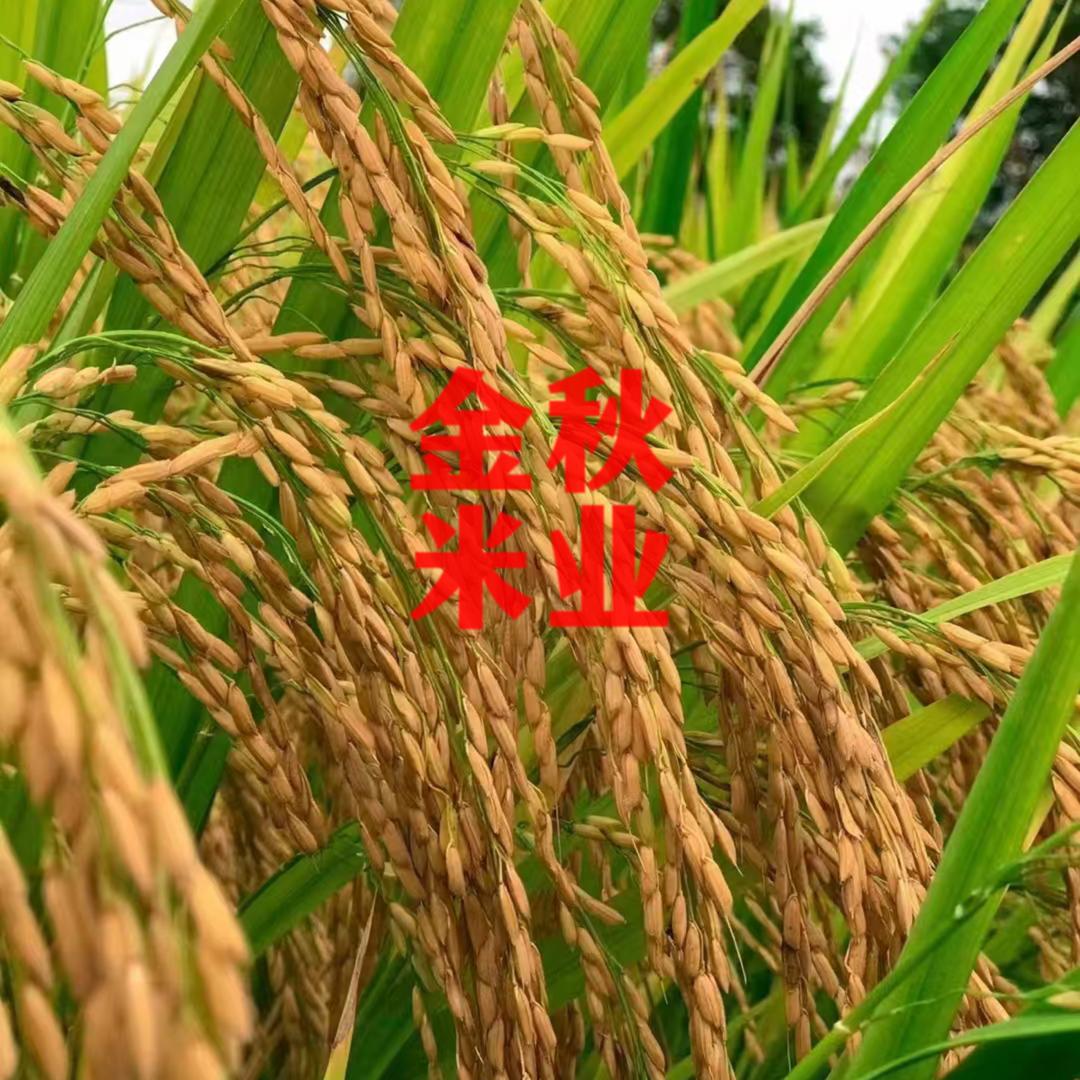 金秋米业