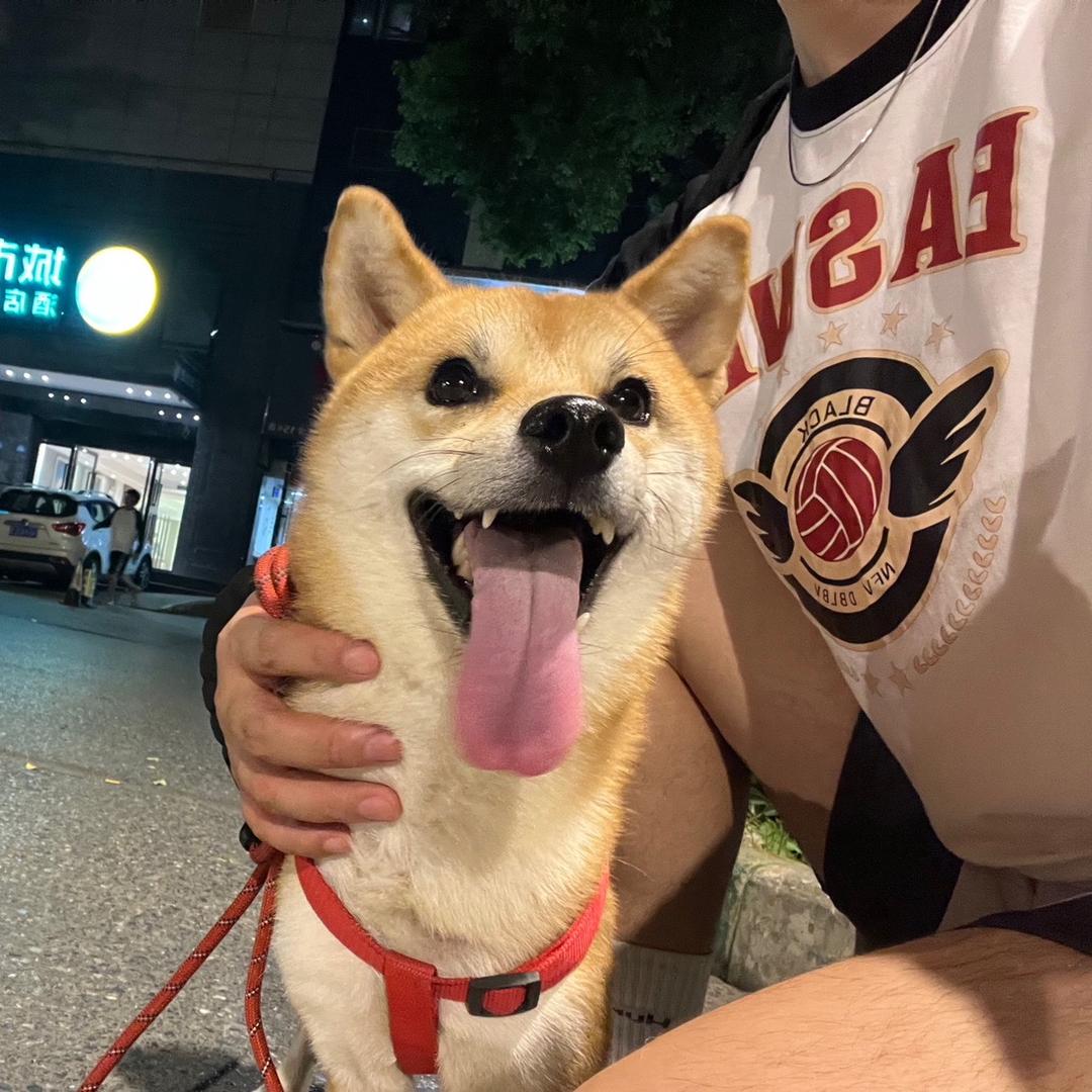 柴犬三宝