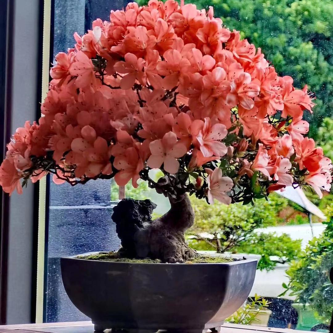 动力花木场