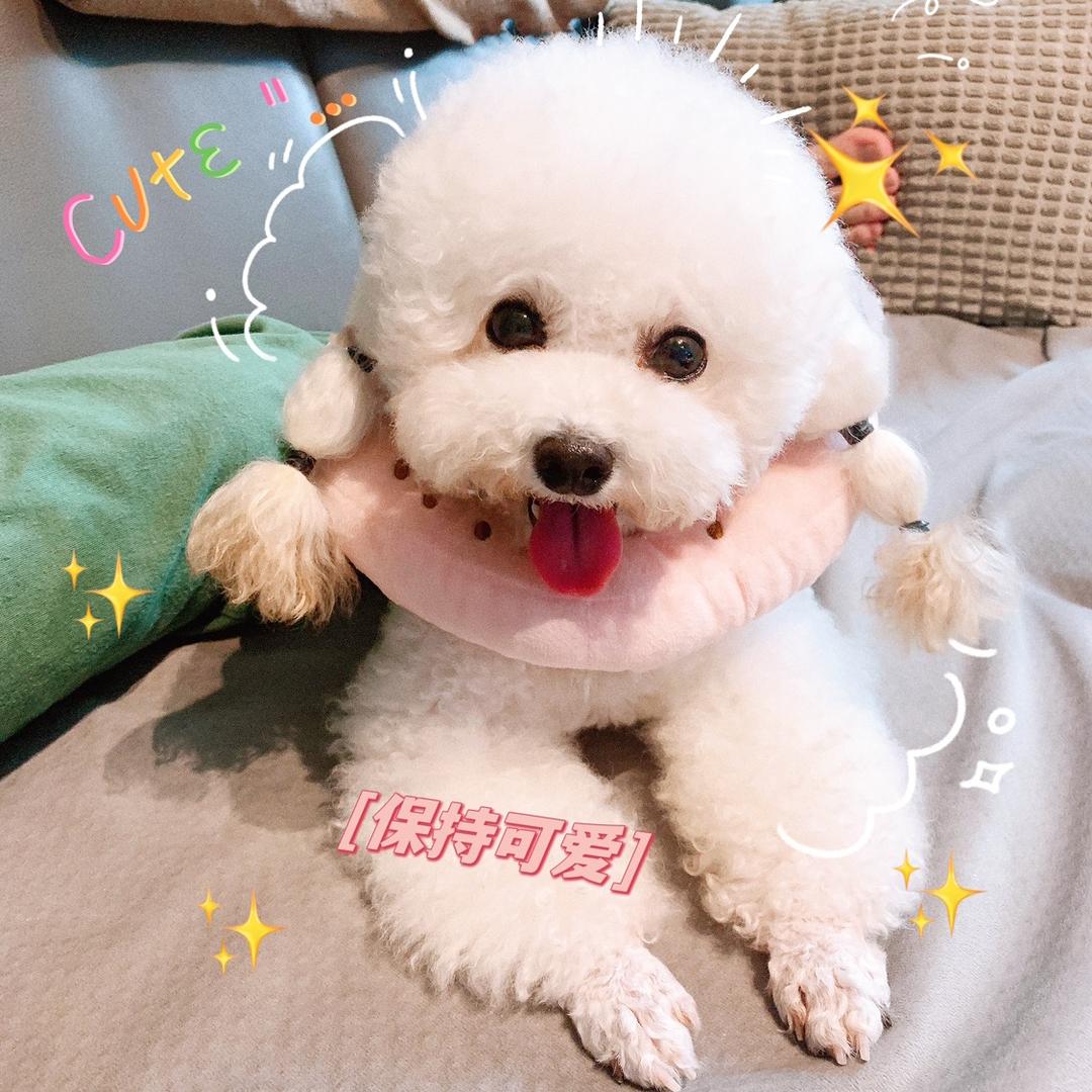 一只贪吃的白狗子