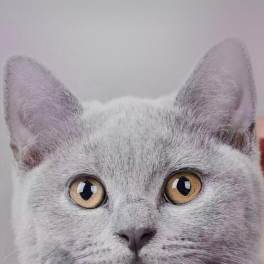 Y小猫Y