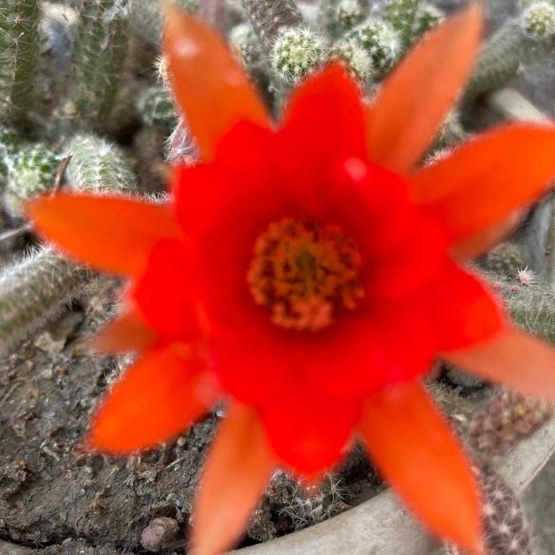 好运姐（中午13.30）