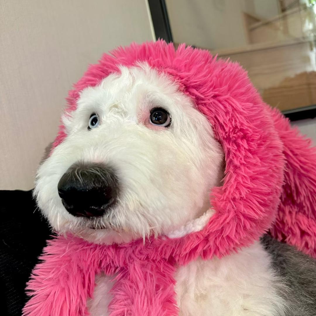 美竹_🐼