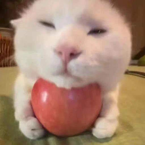 不想情绪化🤴