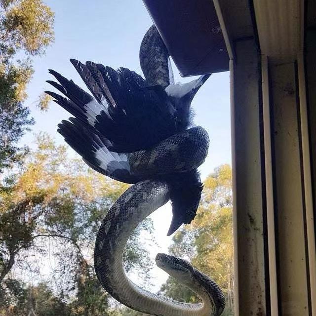 Crow1204