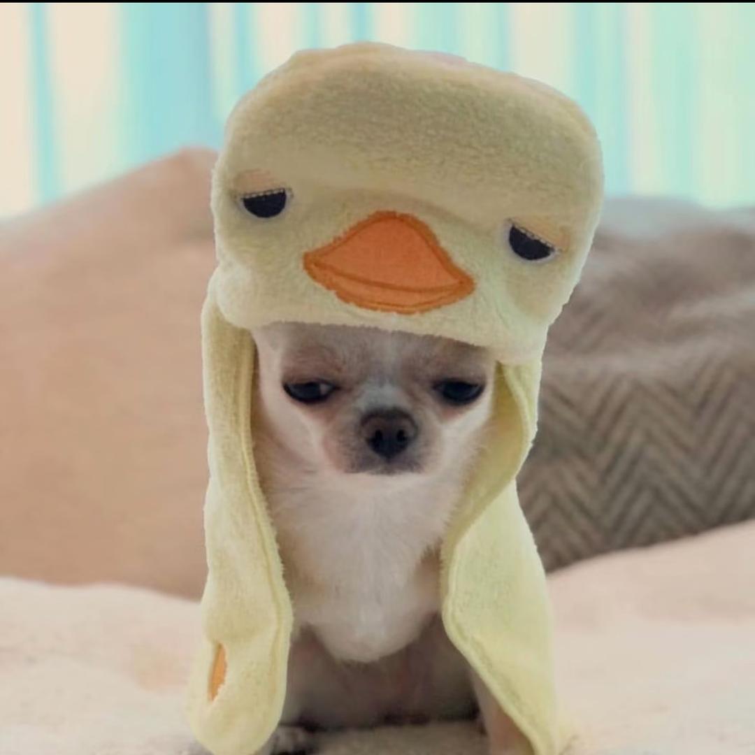 大大大海苔.