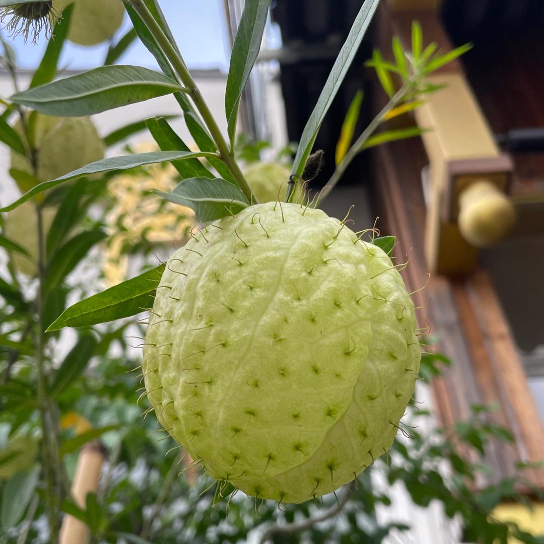 花开富贵666