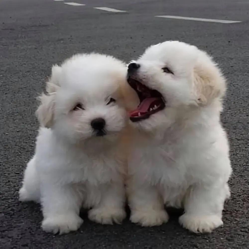 施红好房信息咨询部