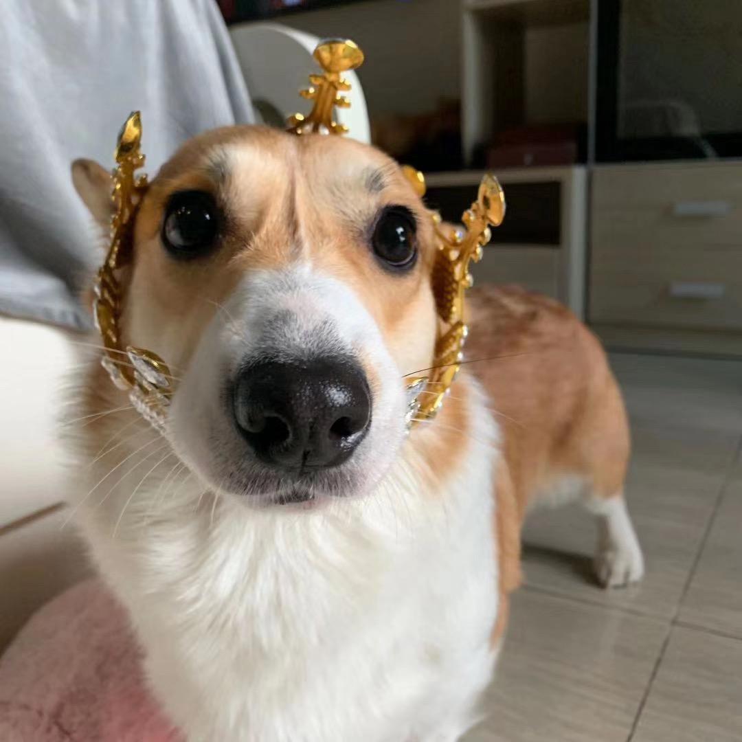 乔柴柴•