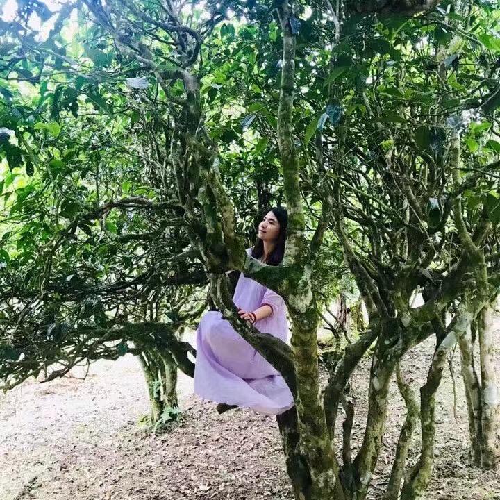 普洱茶 勐海益友茶厂