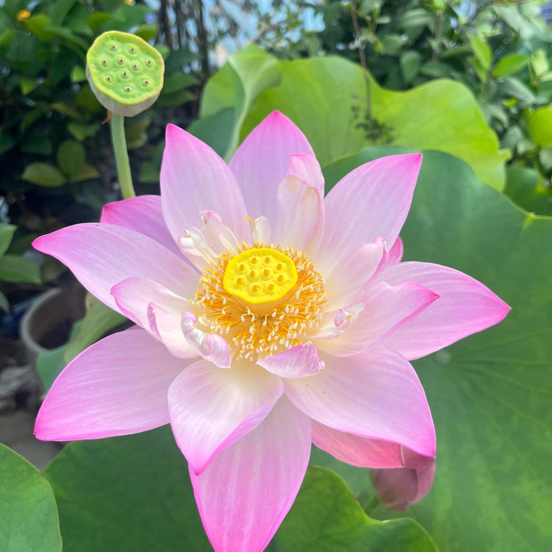 🍀七安🍀