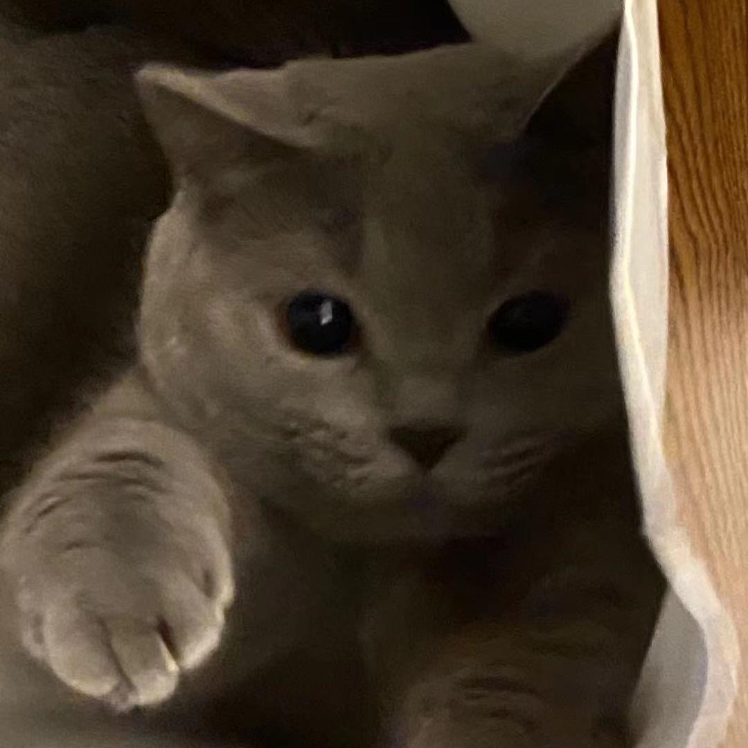 蛋挞大王（减肥版