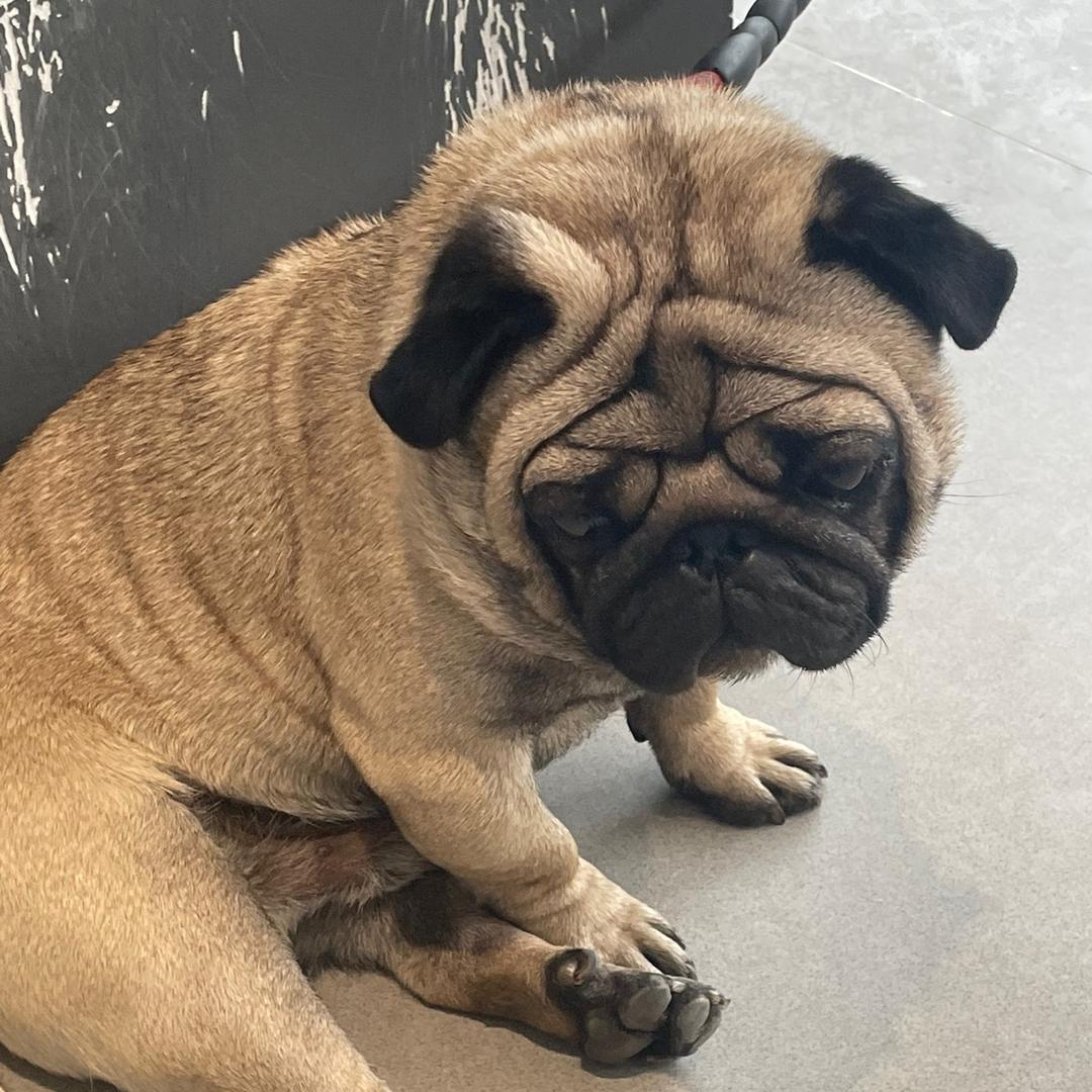 土狗爱吃狗粮