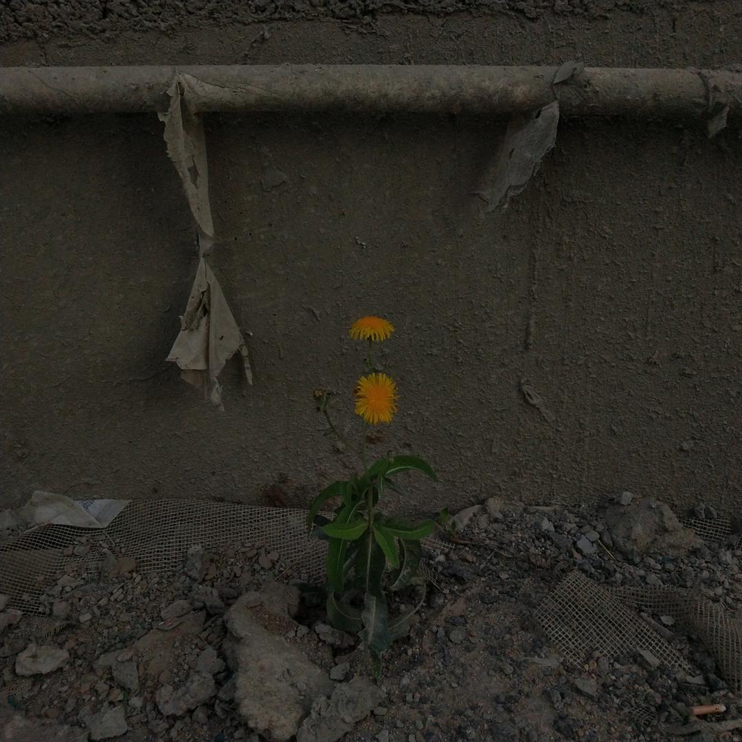 有钱了拔光全世界的芫荽