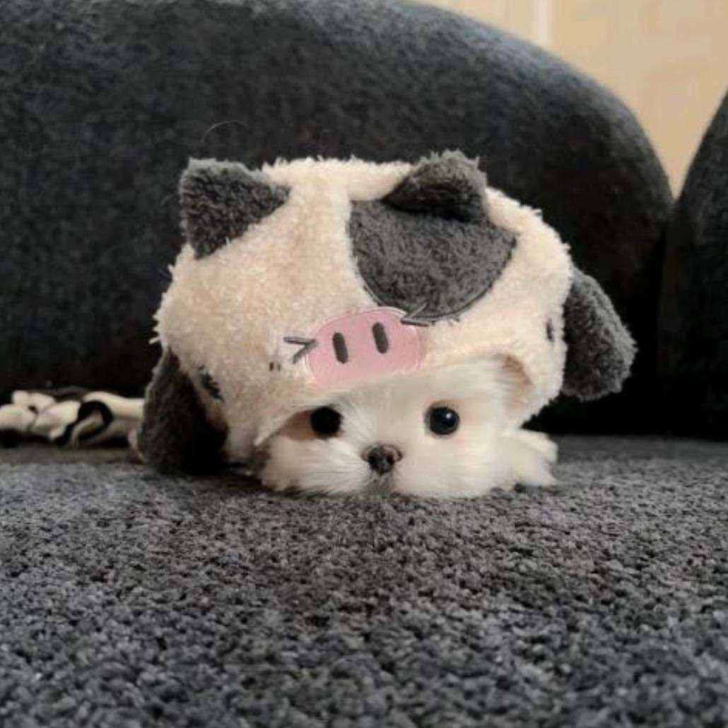 佑佑元宝