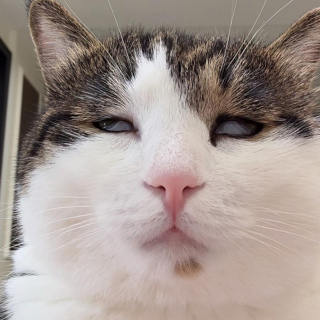 忍冬