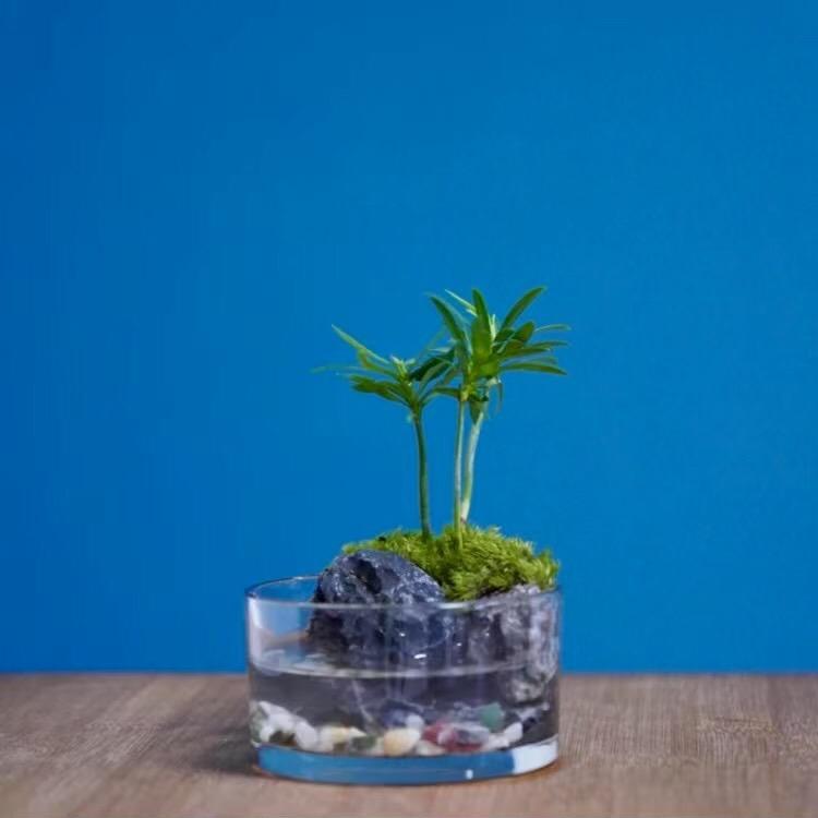 藏。
