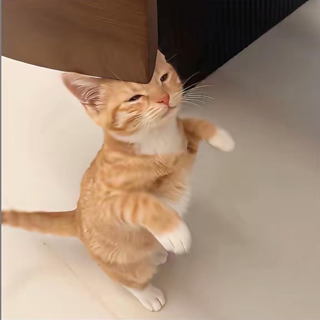 不拿拿不吃小猫