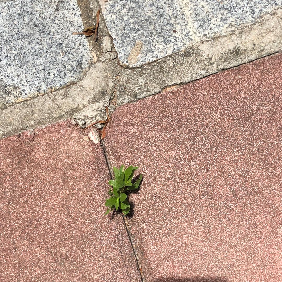 小草