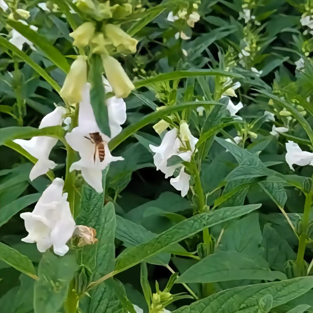 油菜芝麻种植小单