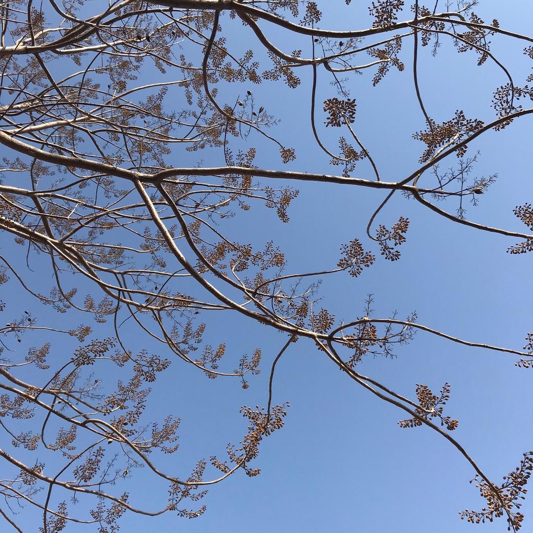 木木南