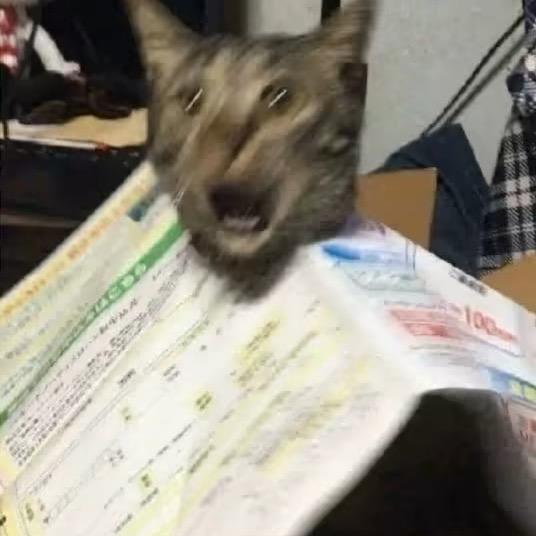 虬枝
