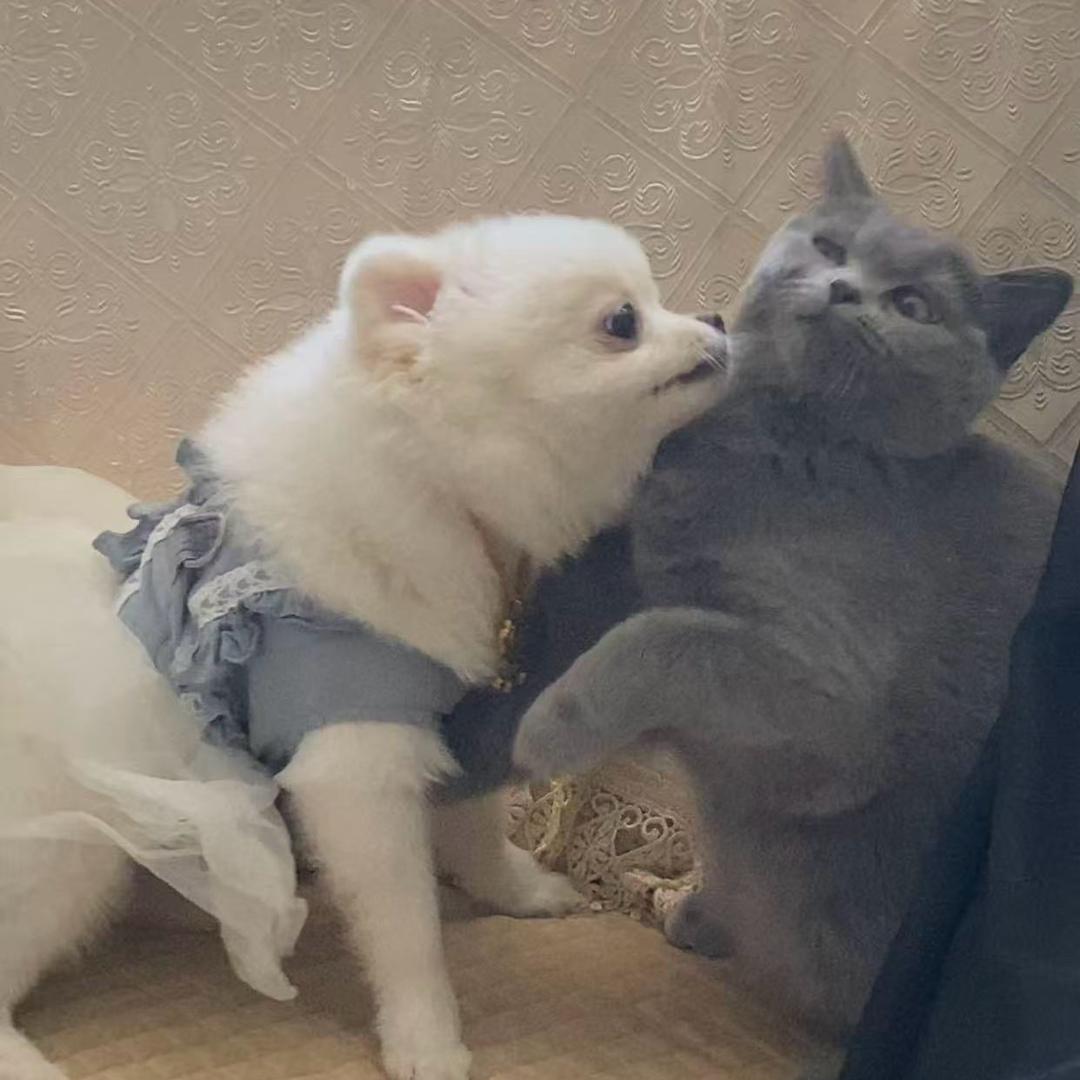 黑白配
