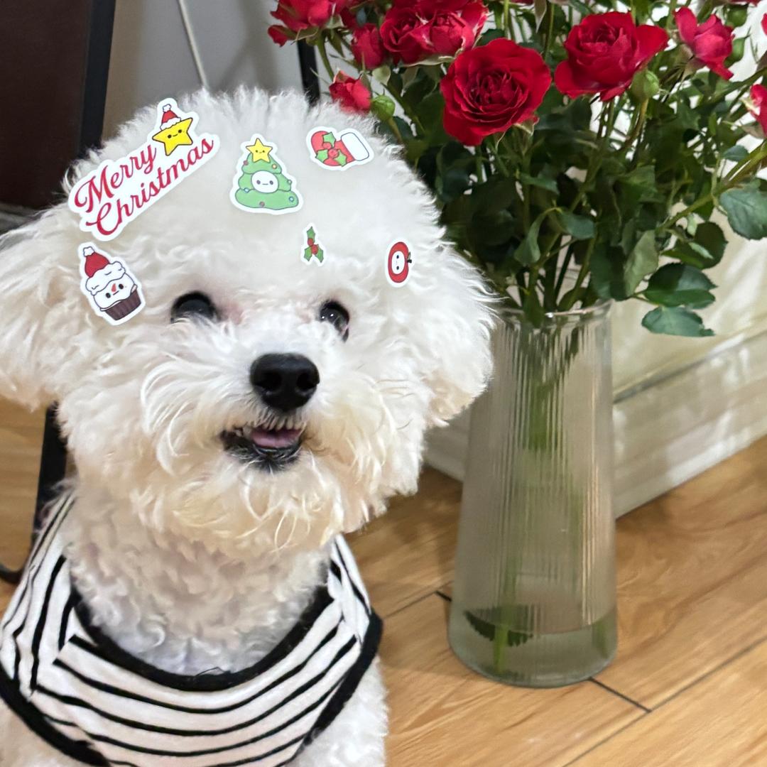 是九七呀（宠梦思宠物用品店）