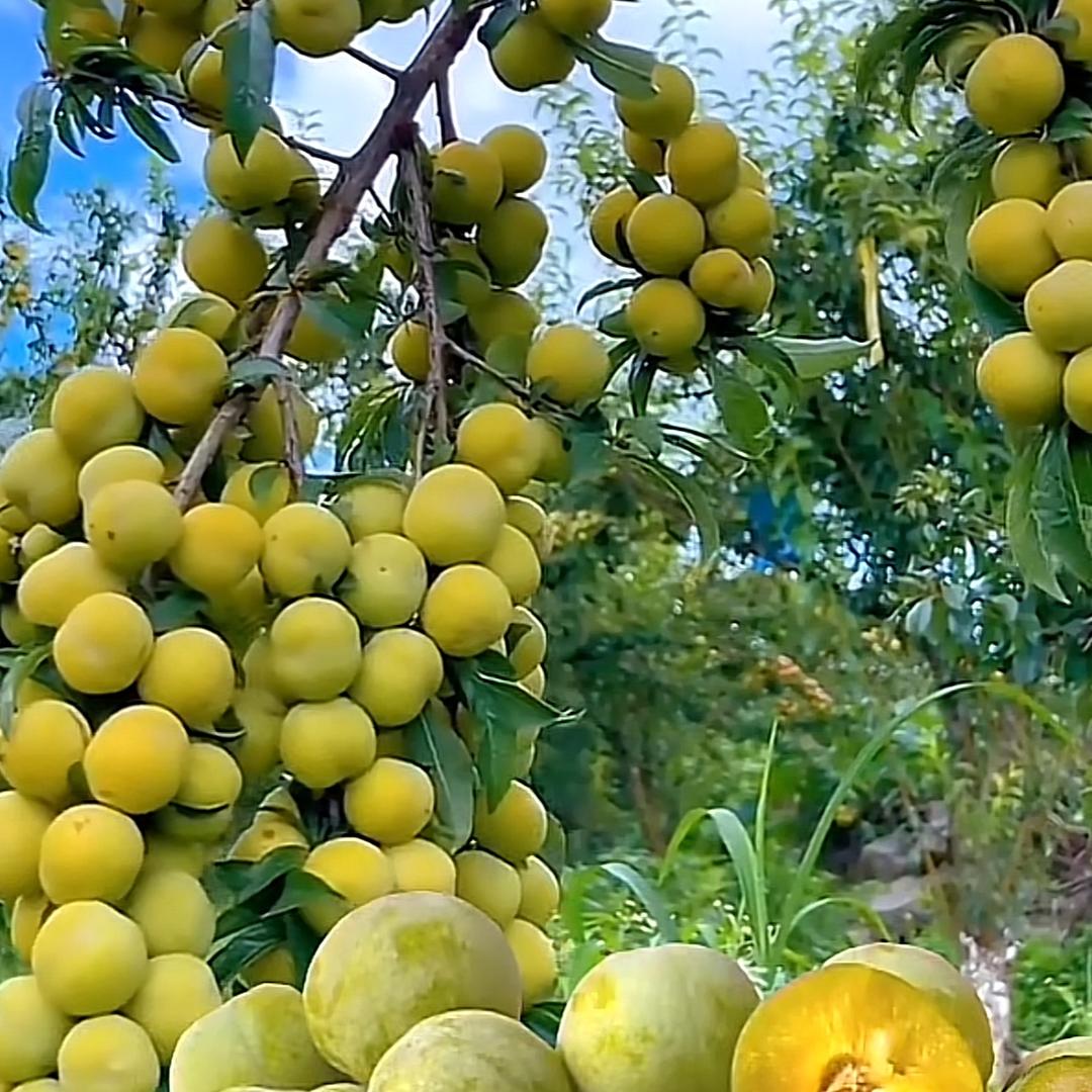 苹果大量上市