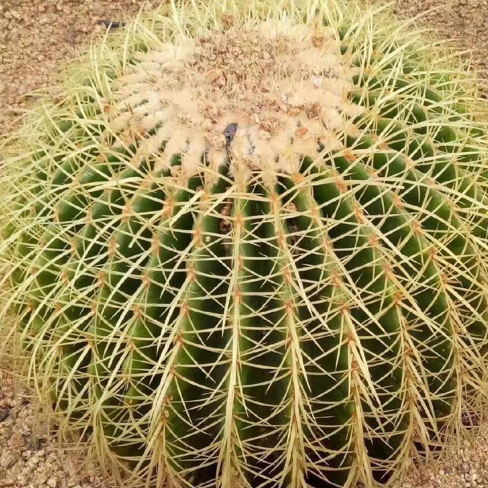 阆中洁曼希·洗衣（翡翠城店）