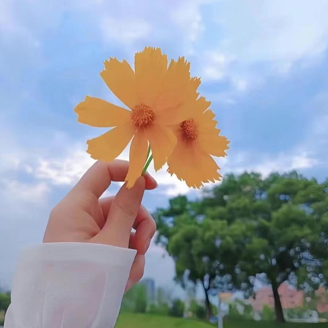 🌻向日葵