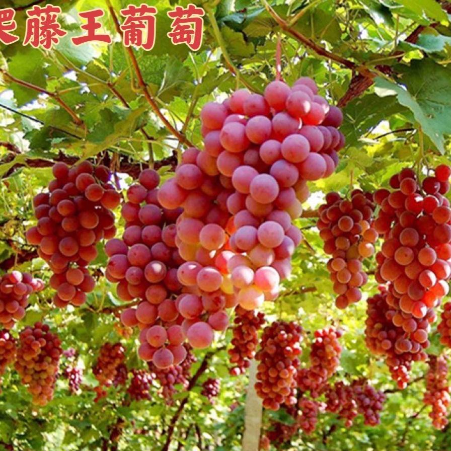 稿悦果树苗木专营店