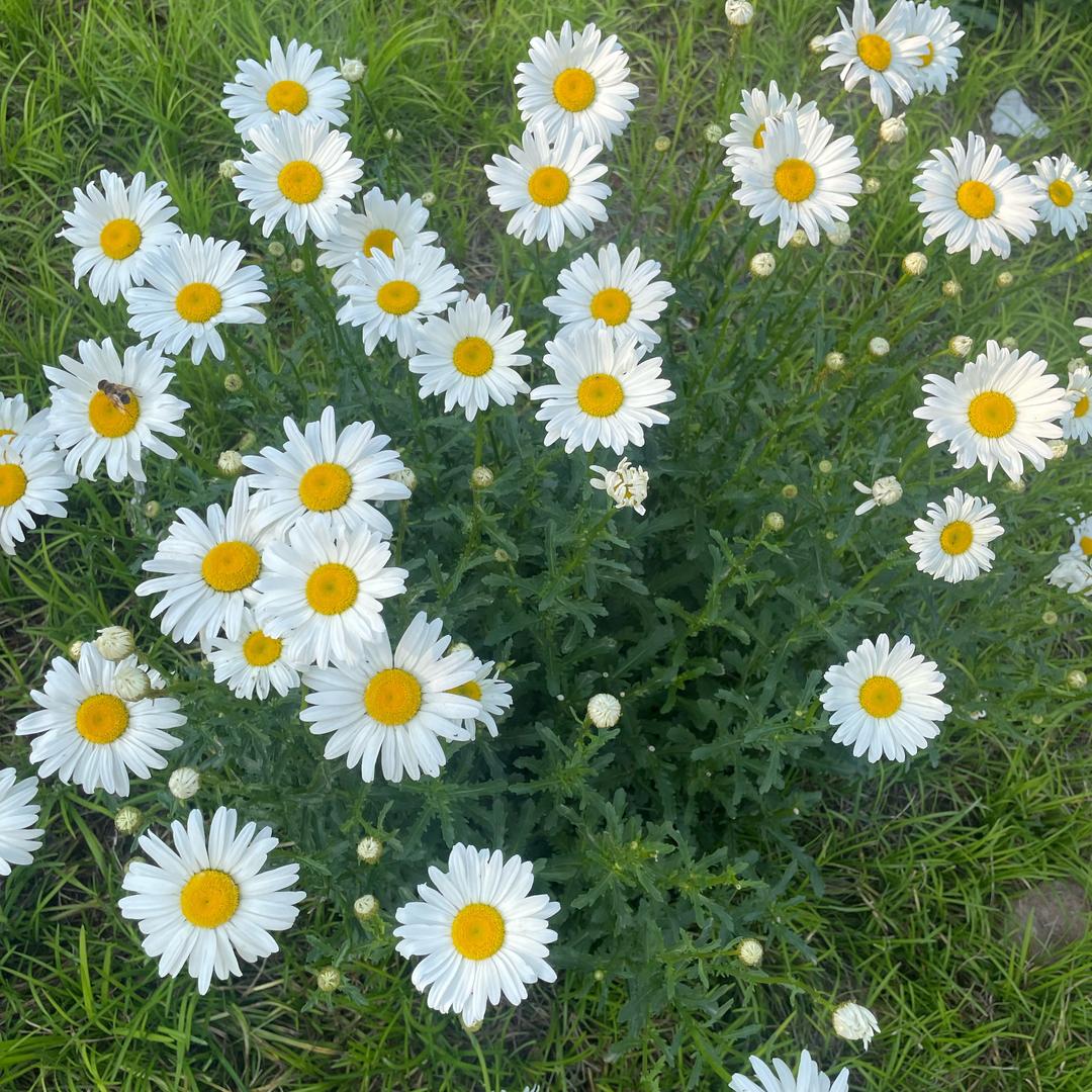 不再威猛的小老虎