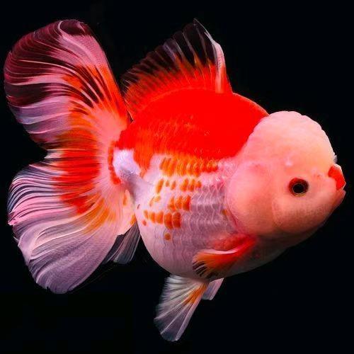 阳阳观赏鱼养殖店