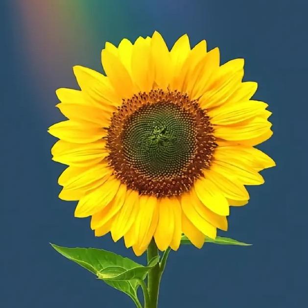🌻🌻🌻🎀