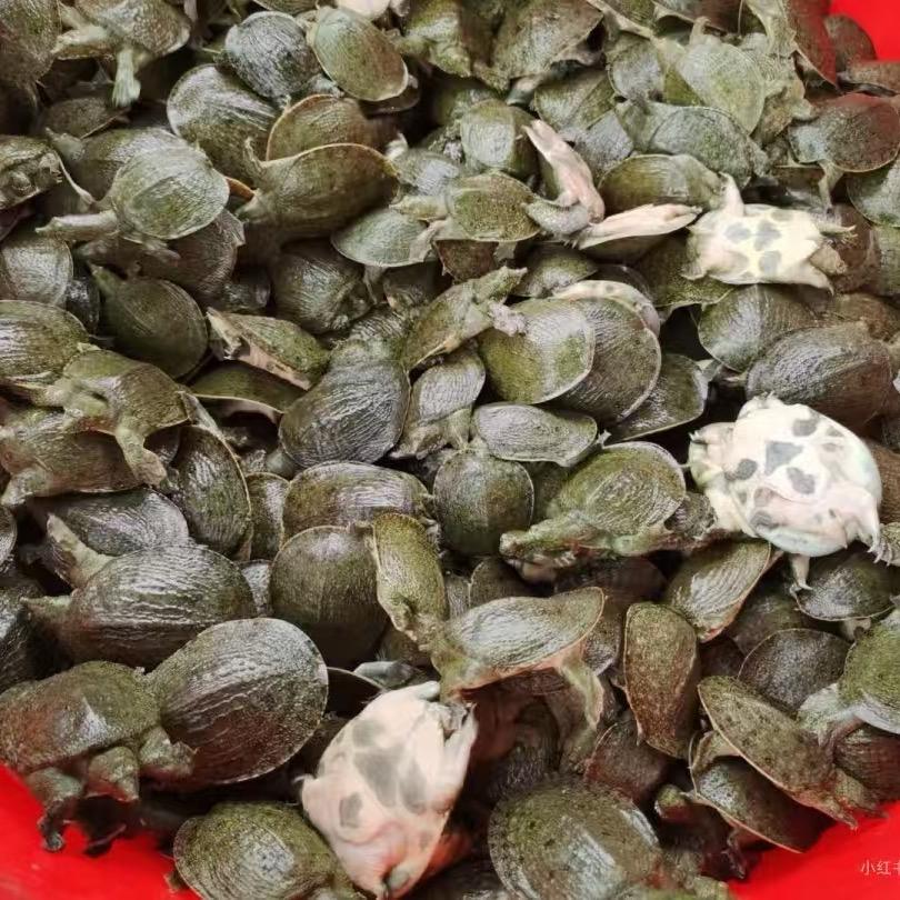 武汉聚德鑫商贸有限公司-小刘