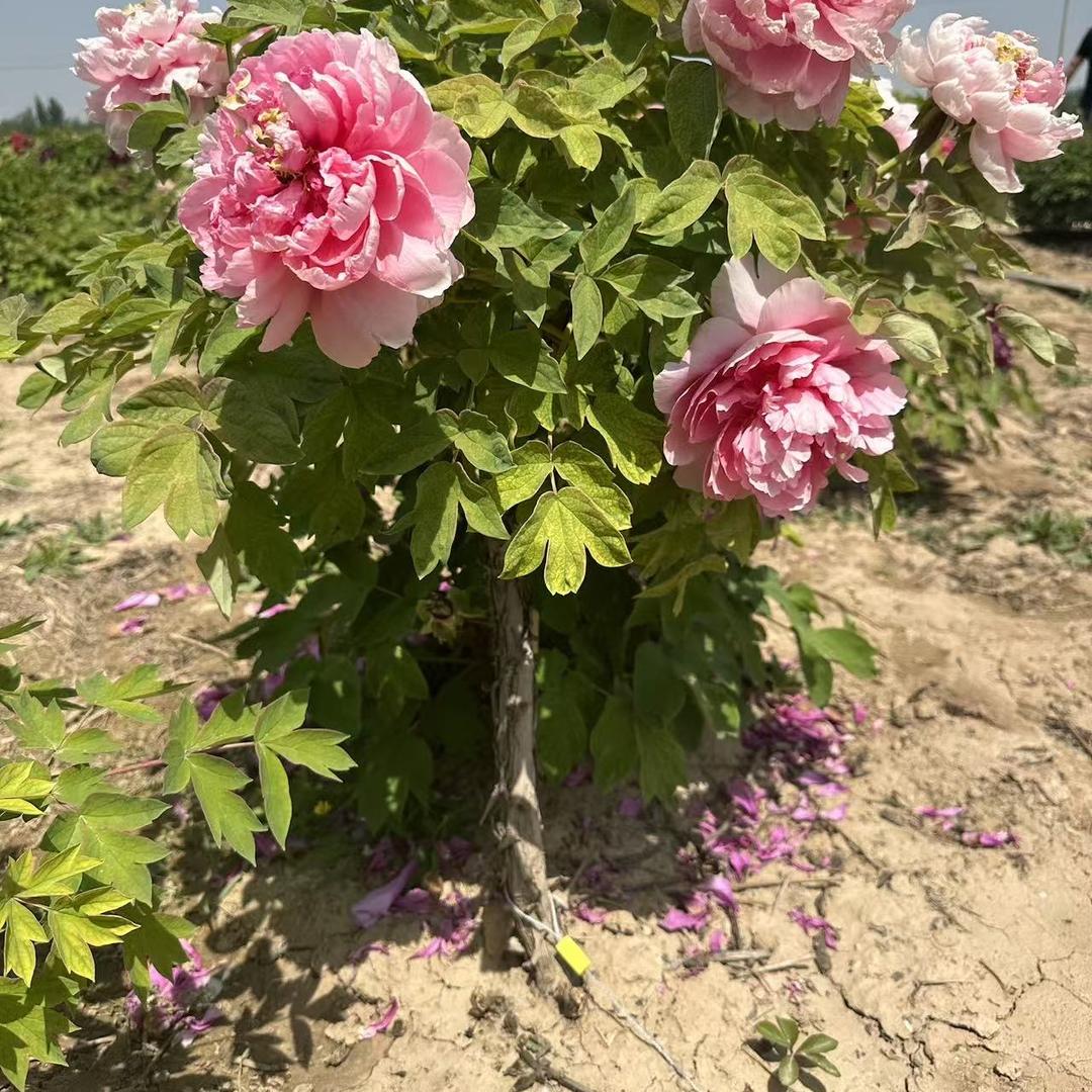 星域花卉精品铺子