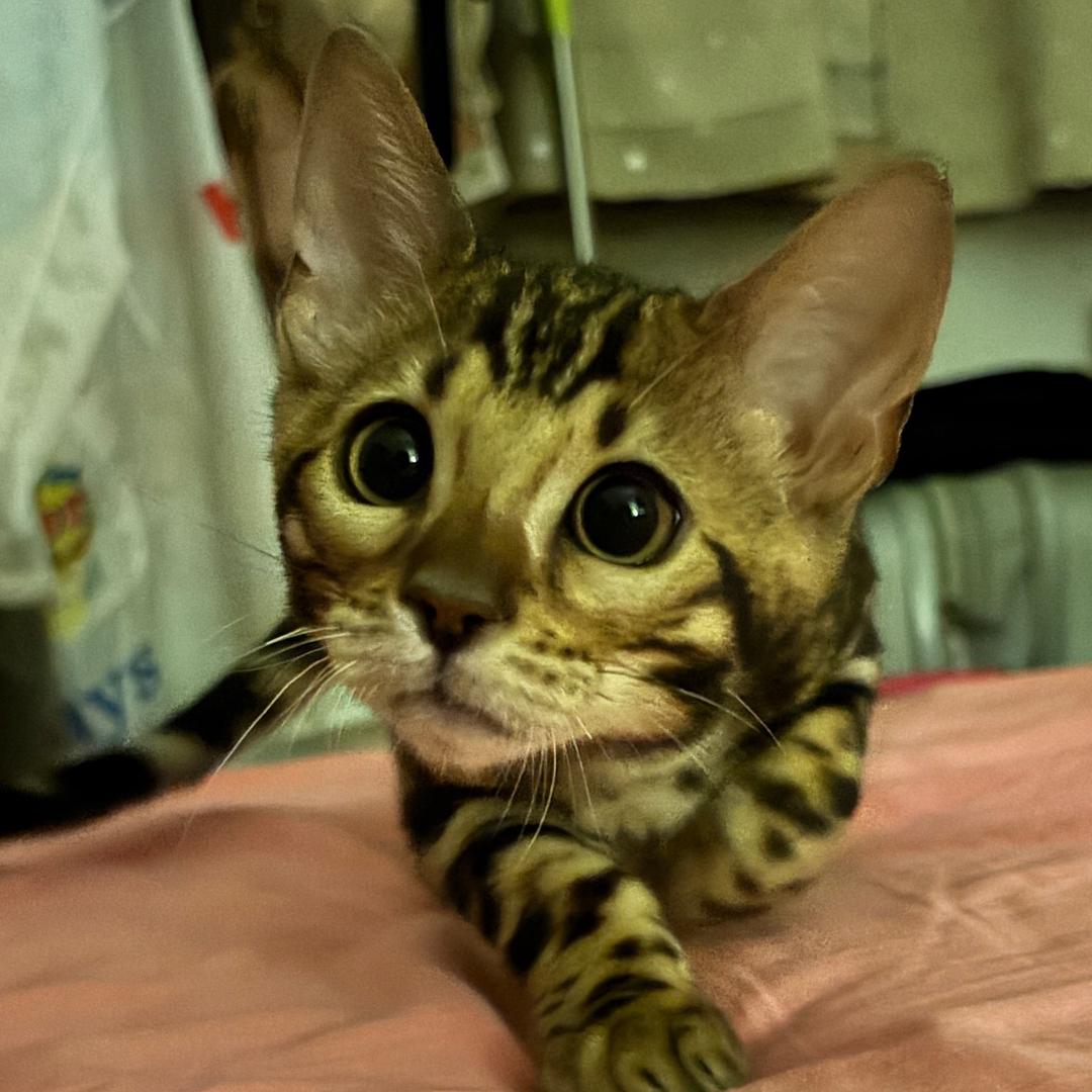 豹满意