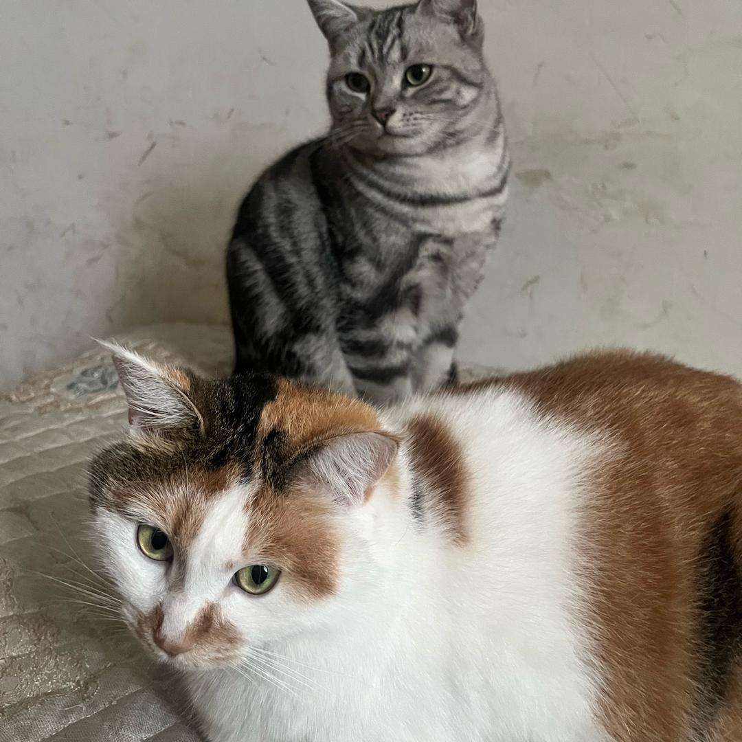 初五和菲菲的沙雕日记