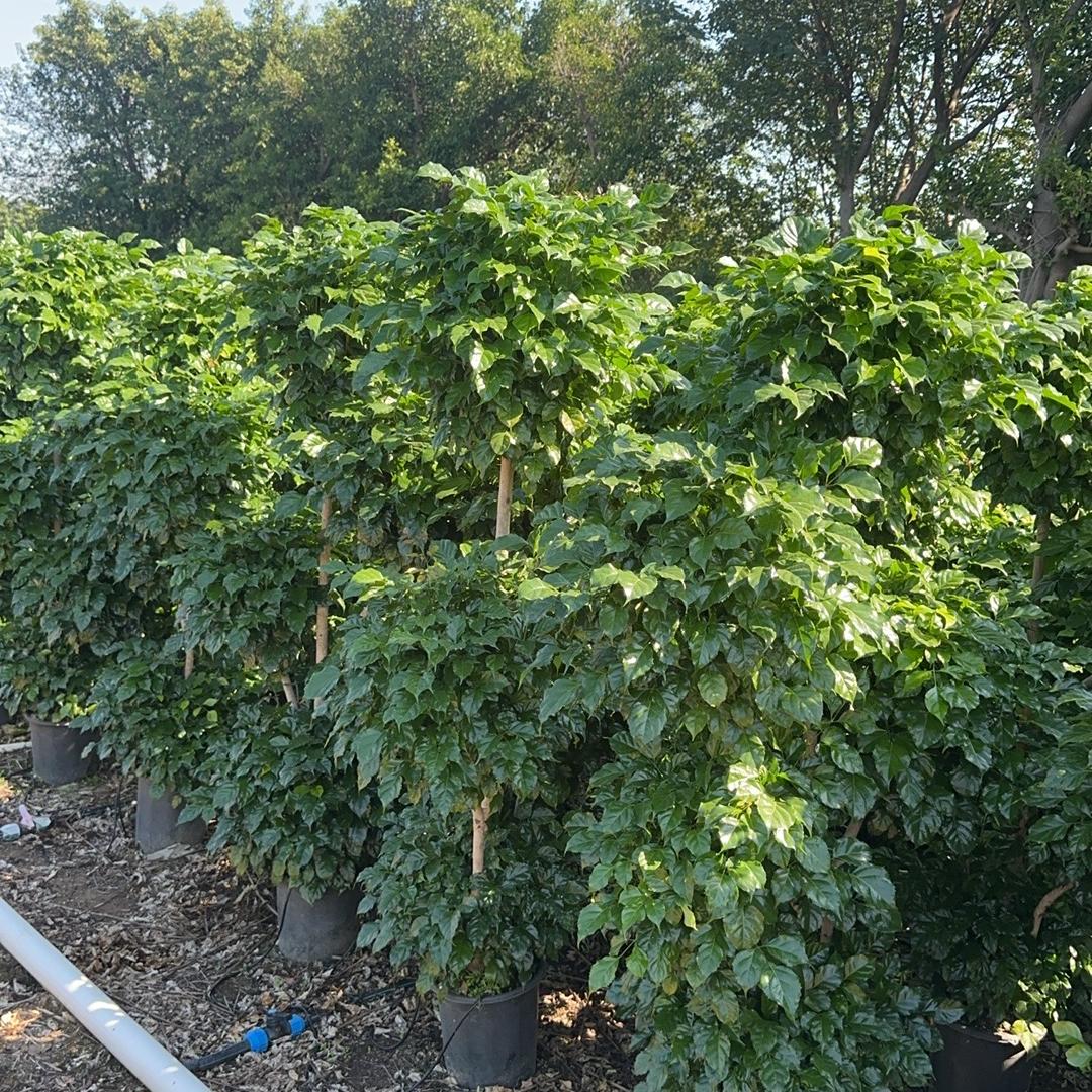 幸福树厂家自播