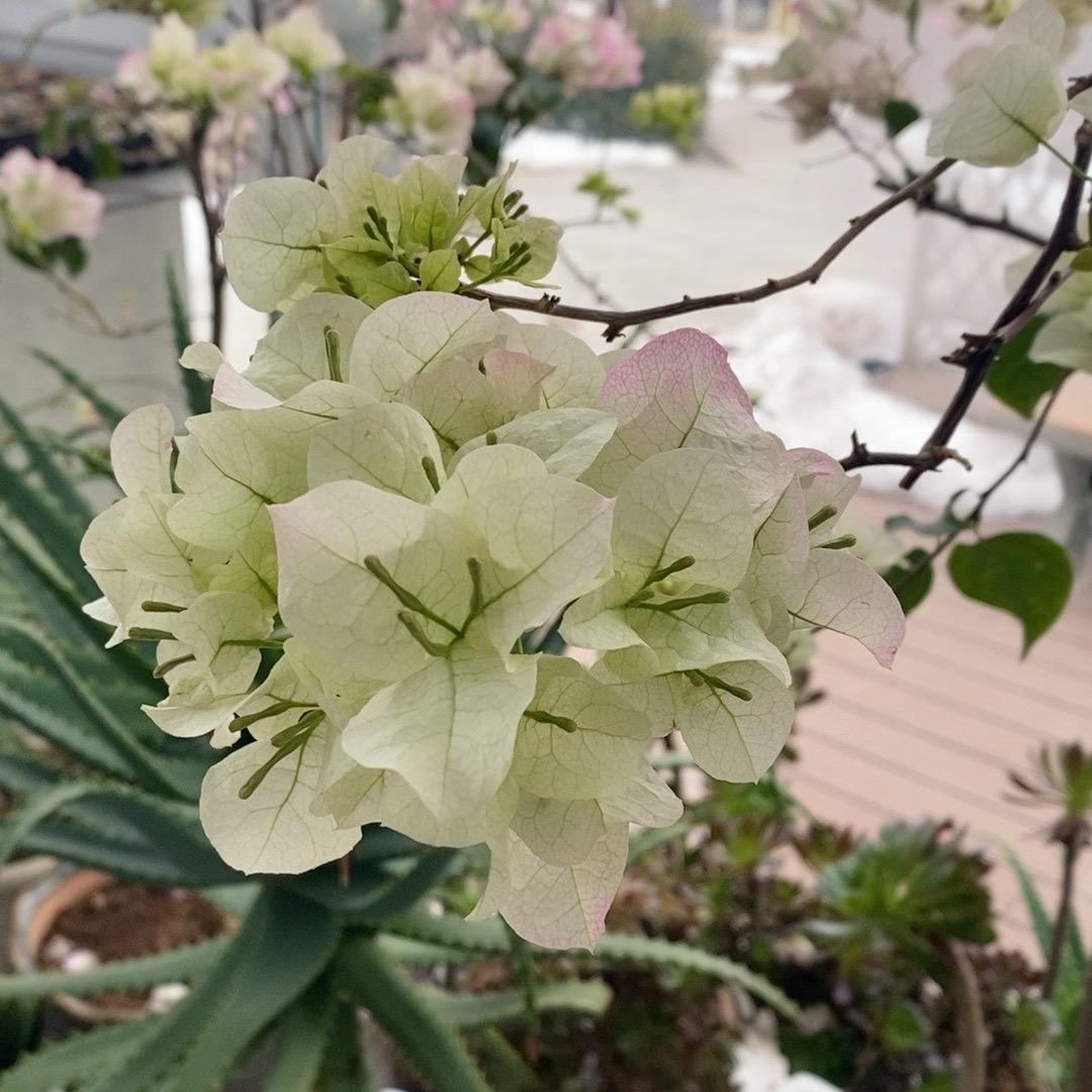 金yuzi